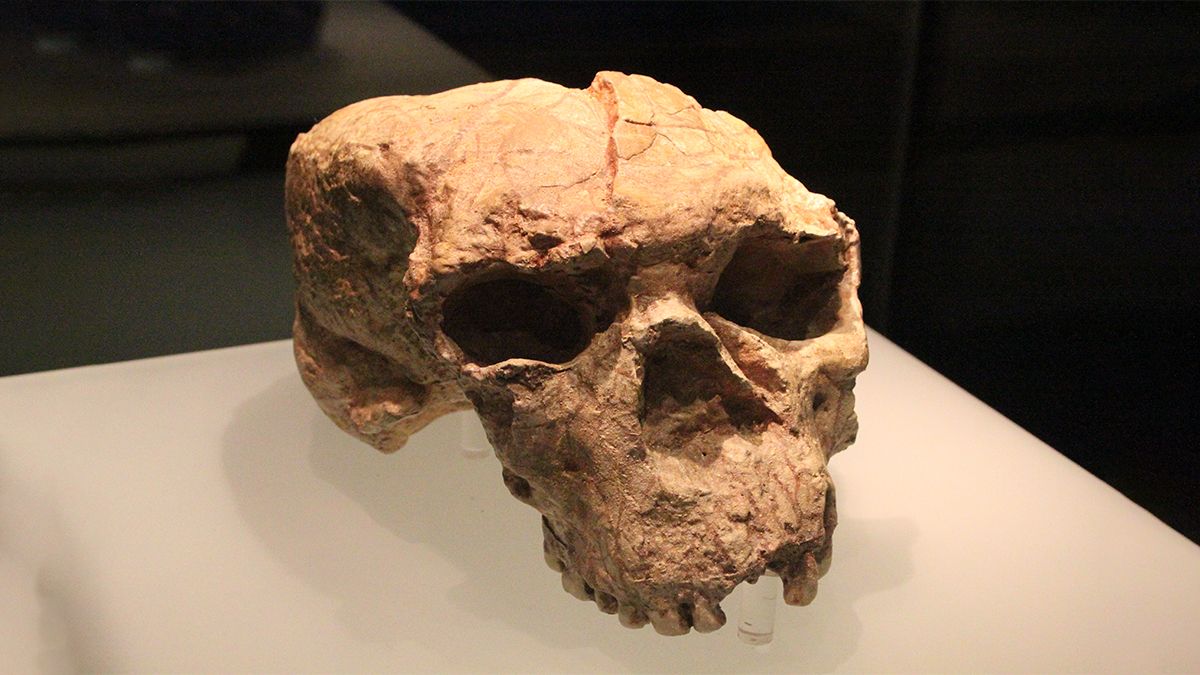 Происхождение человека переписали – череп из Китая изменил историю эволюции Происхождение человека переписали – череп из Китая изменил историю эволюции