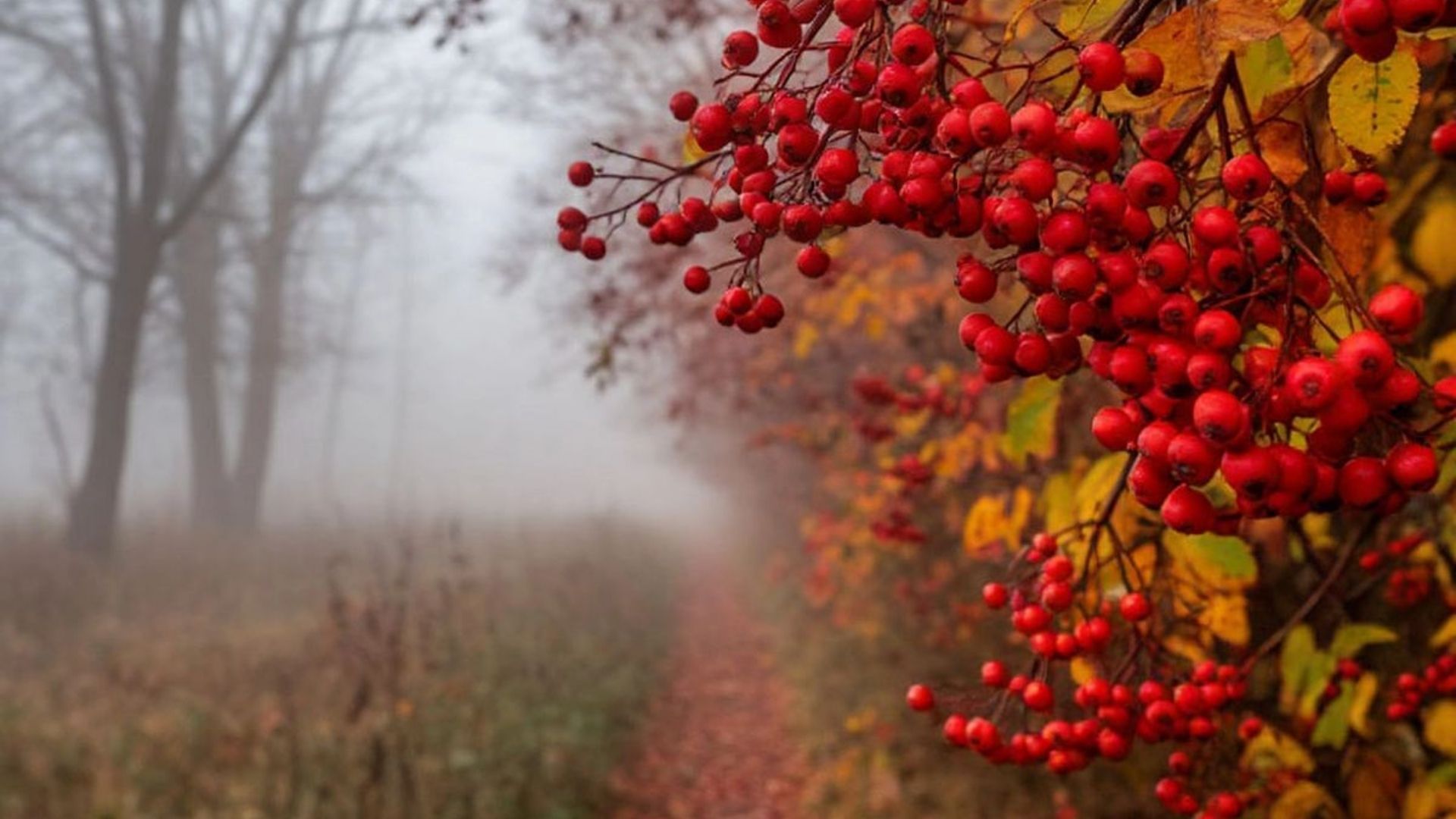 На вихідних очікується прохолодна погода