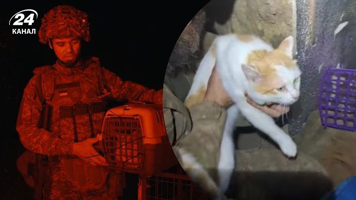 Військовослужбовці Хартії врятували кота Військовослужбовці Хартії врятували кота