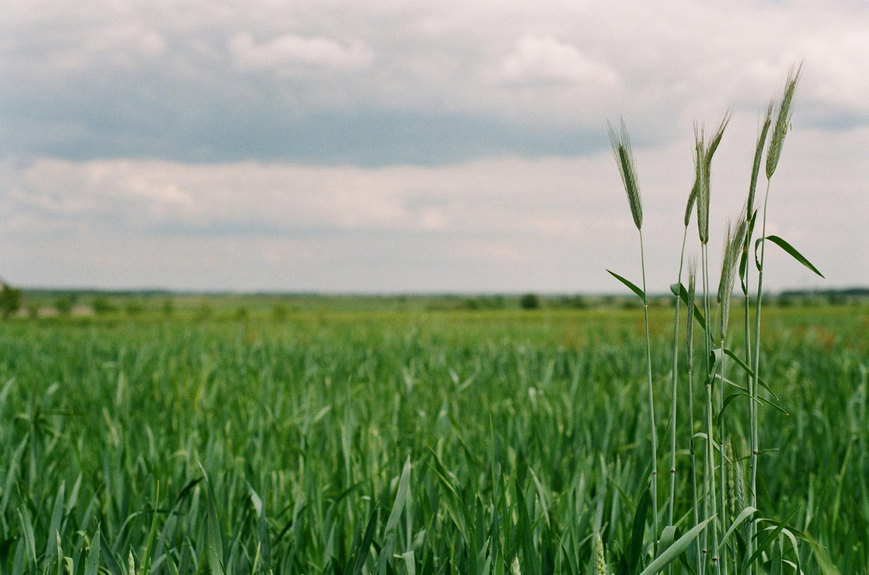 Конкуренція між українським та європейським агросектором Конкуренція між українським та європейським агросектором