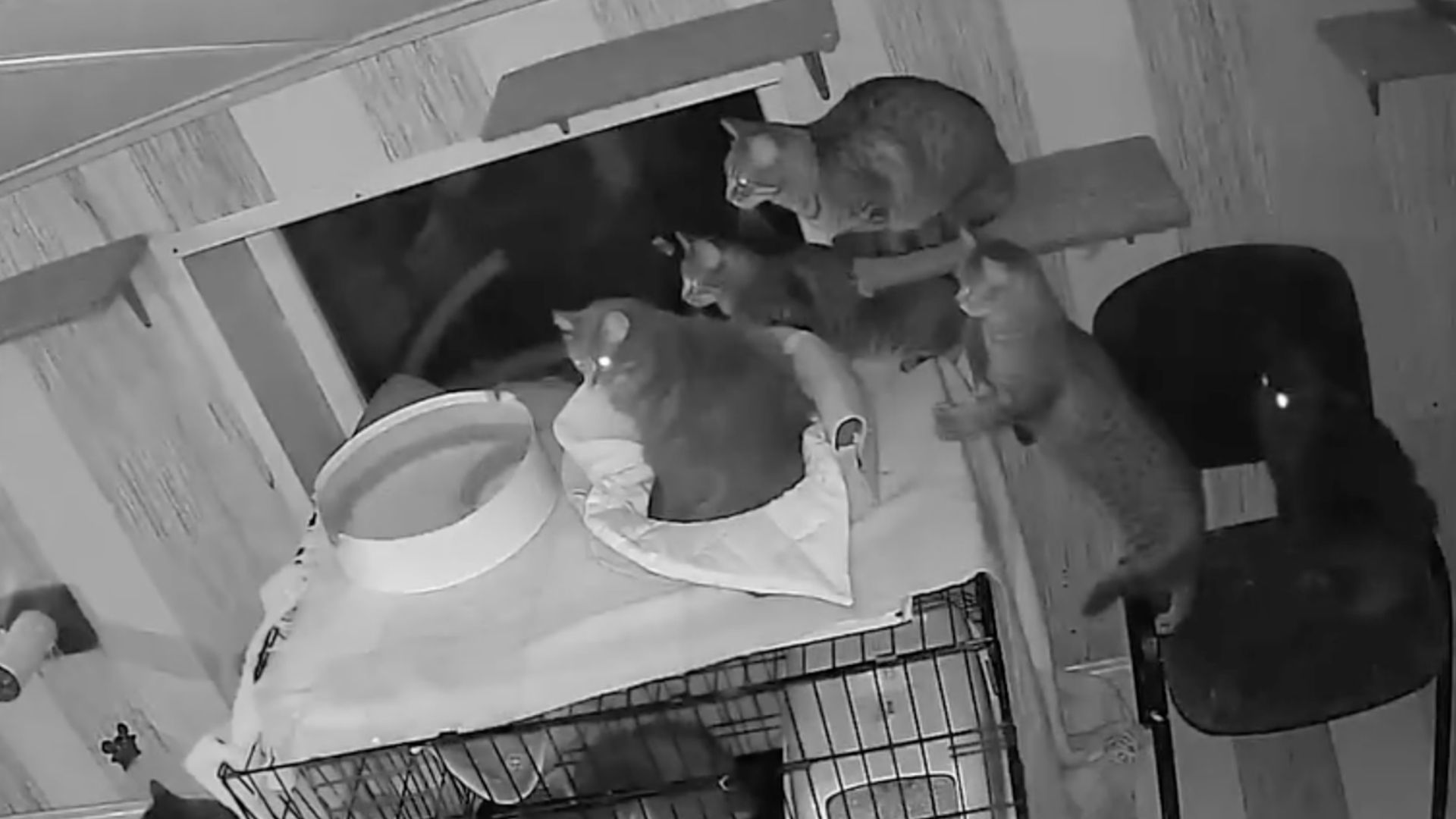 Коти налякані вибухом під час російської атаки Коти налякані вибухом під час російської атаки