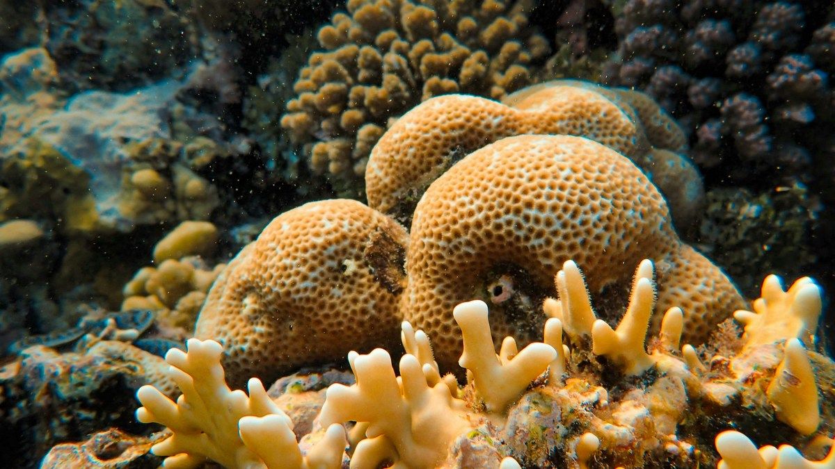 Морские губки – первые животные на Земле, химические ископаемые следы это подтверждают.