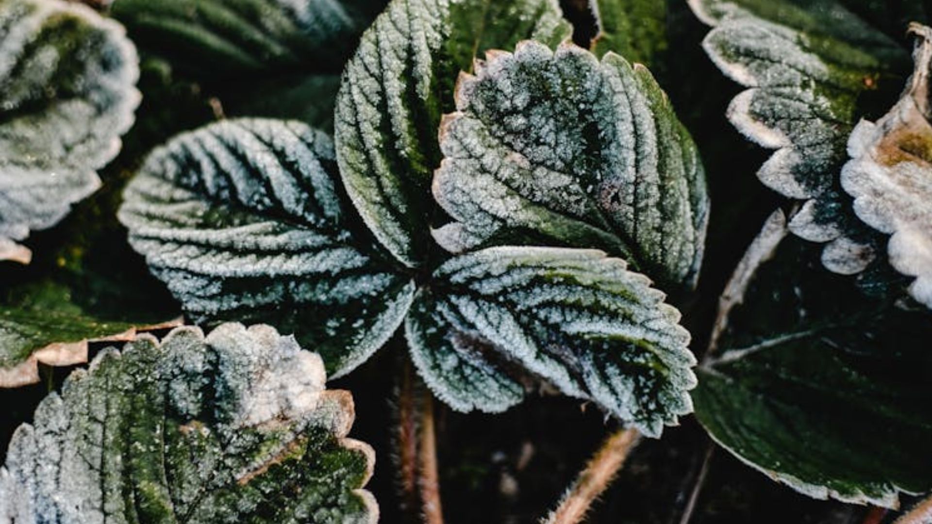 Заморозки в Україні 1 – 4 жовтня Заморозки в Україні 1 – 4 жовтня