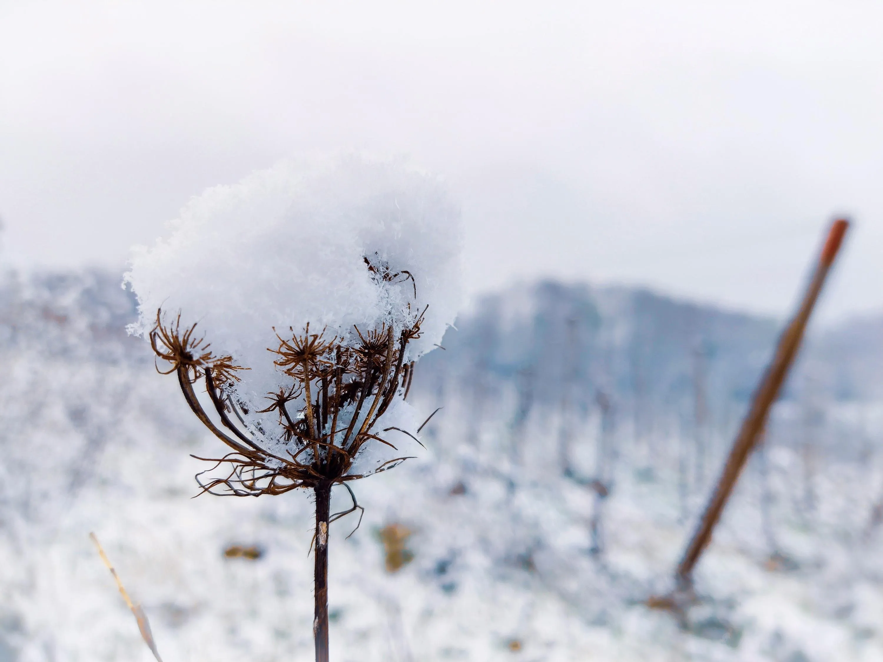Как защитить цветы от заморозков Как защитить цветы от заморозков
