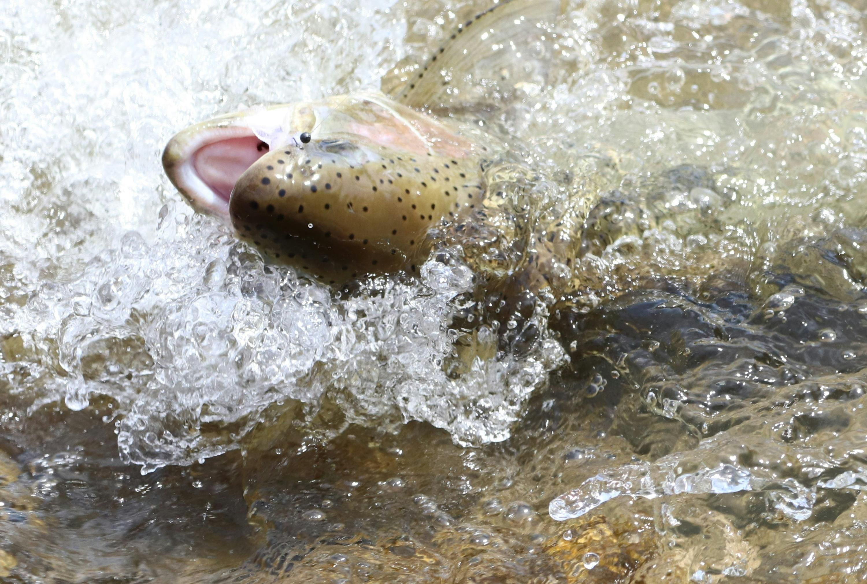 Где не водится рыба из-за войны - какие реки имеют рыбу для рыбалки, где безопасно рыбачить Где не водится рыба из-за войны - какие реки имеют рыбу для рыбалки, где безопасно рыбачить