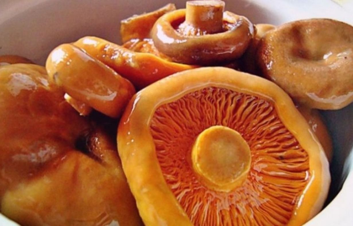 Рыжики идеально дополнят ваши салаты Рыжики идеально дополнят ваши салаты