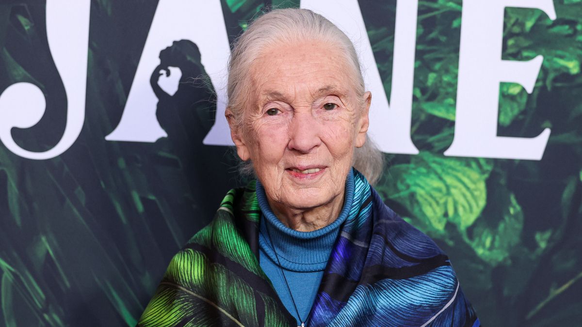 Джейн Гудолл померла – внесок у науку поведінки приматів та збереження довкілля світу Джейн Гудолл померла – внесок у науку поведінки приматів та збереження довкілля світу