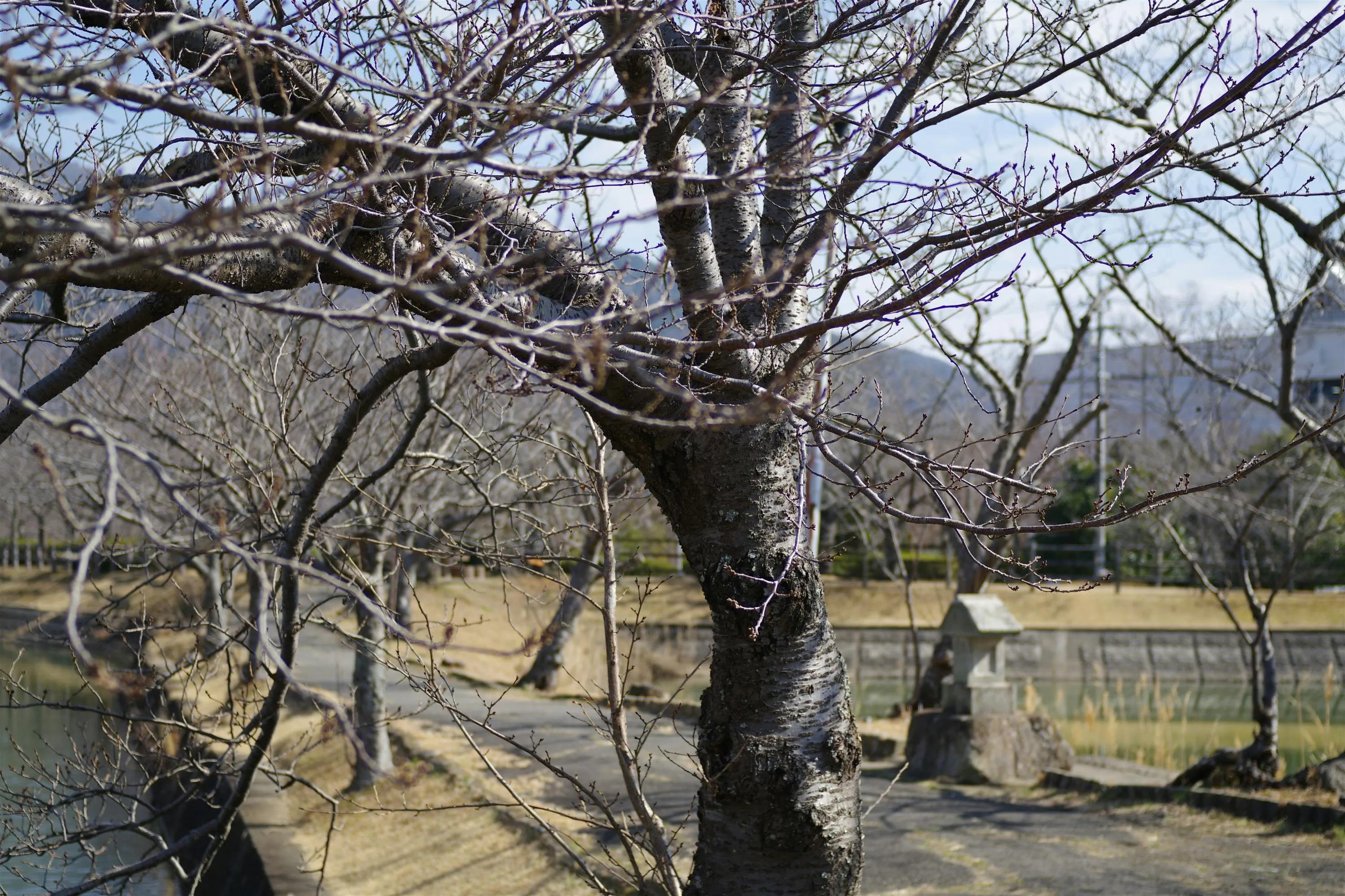 Обрізка абрикоса восени Обрізка абрикоса восени