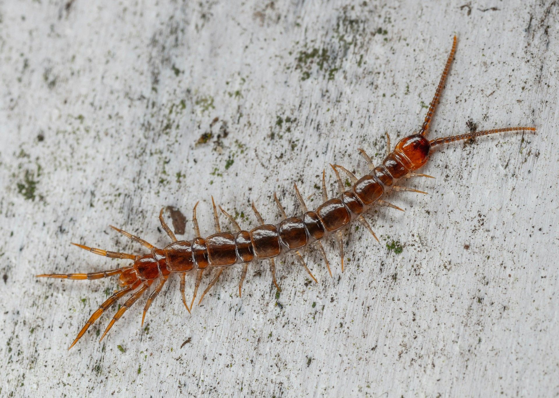 Багатоніжки восени шукають прихистку у будинках Багатоніжки восени шукають прихистку у будинках