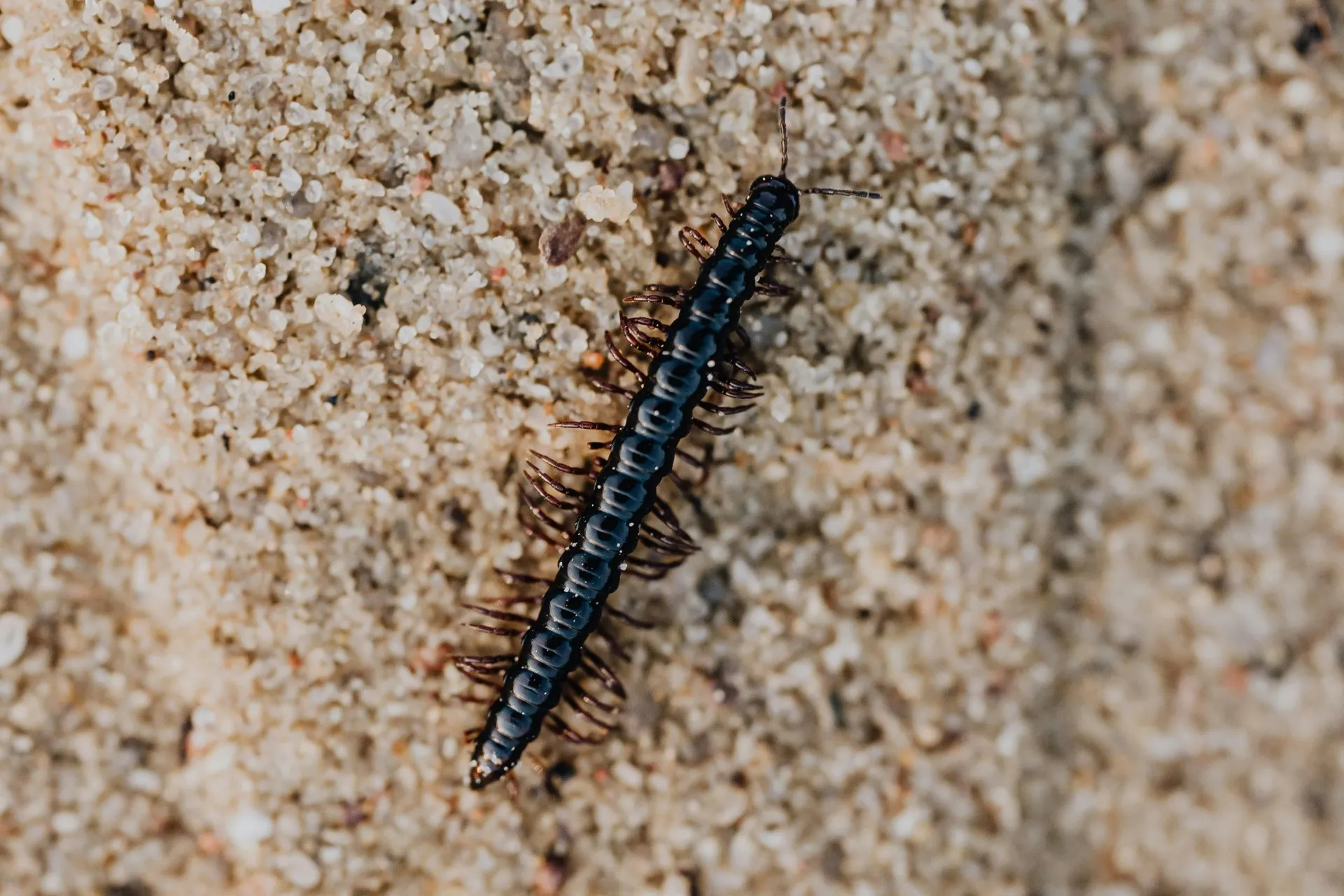 Многоножка