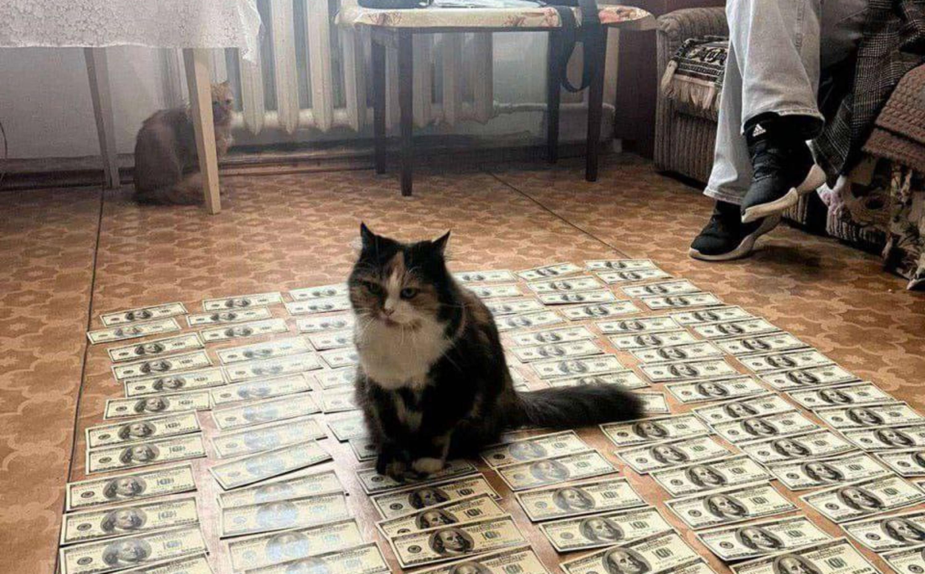 Кот с обысков, ставший мемом Кот с обысков, ставший мемом