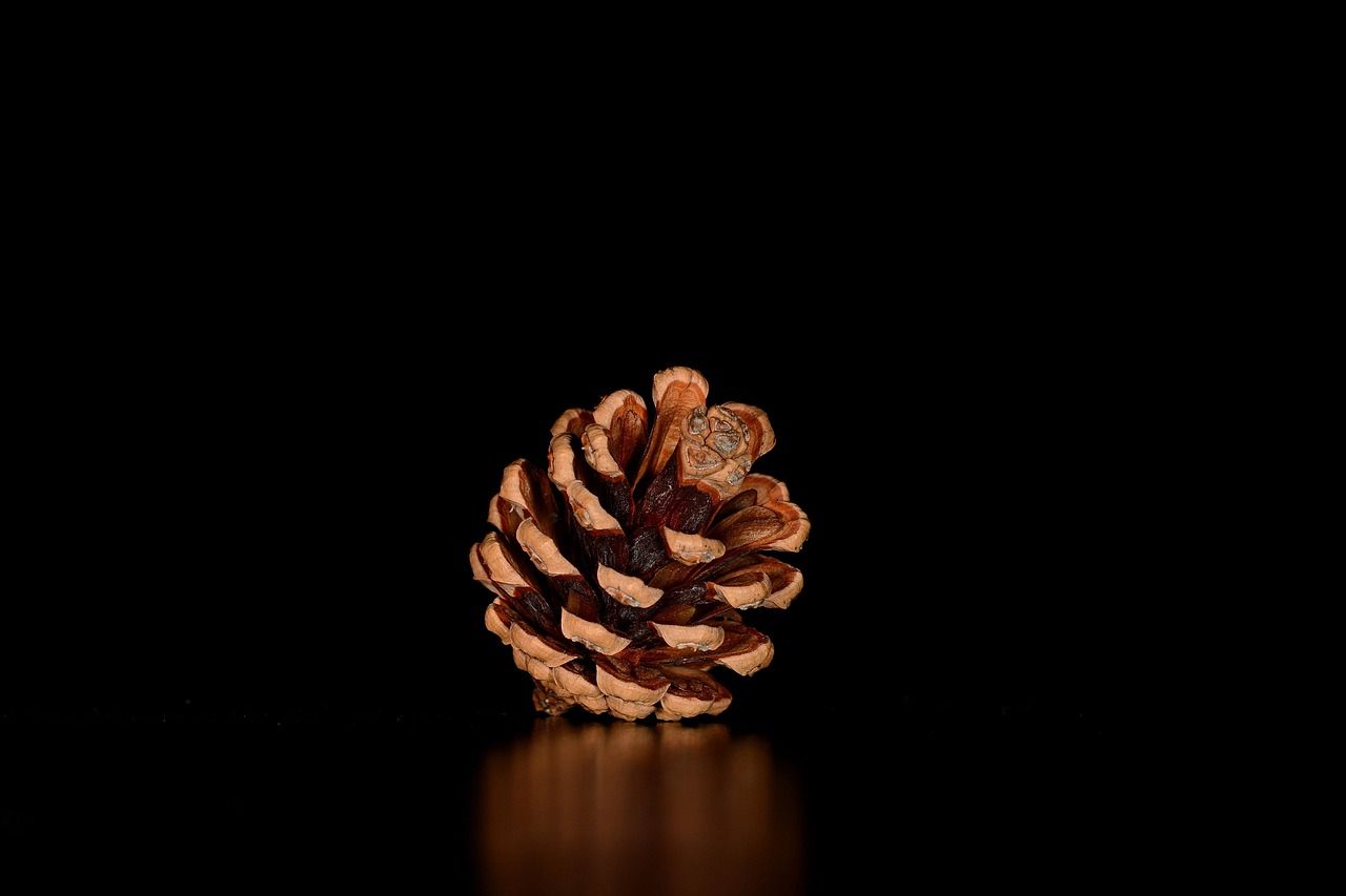 Из шишек можно приготовить очень вкусное варенье Из шишек можно приготовить очень вкусное варенье