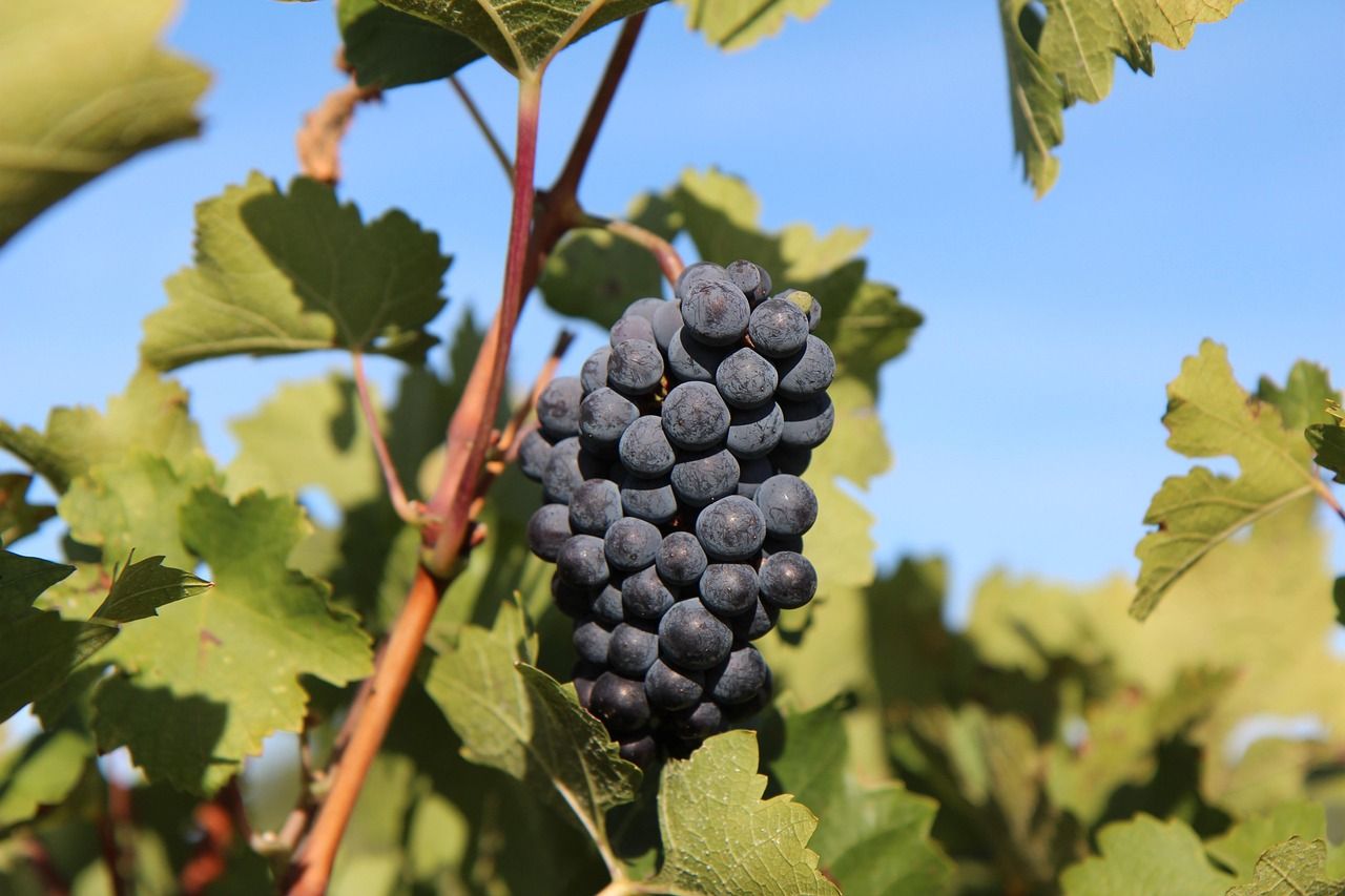 Виноробство під загрозою