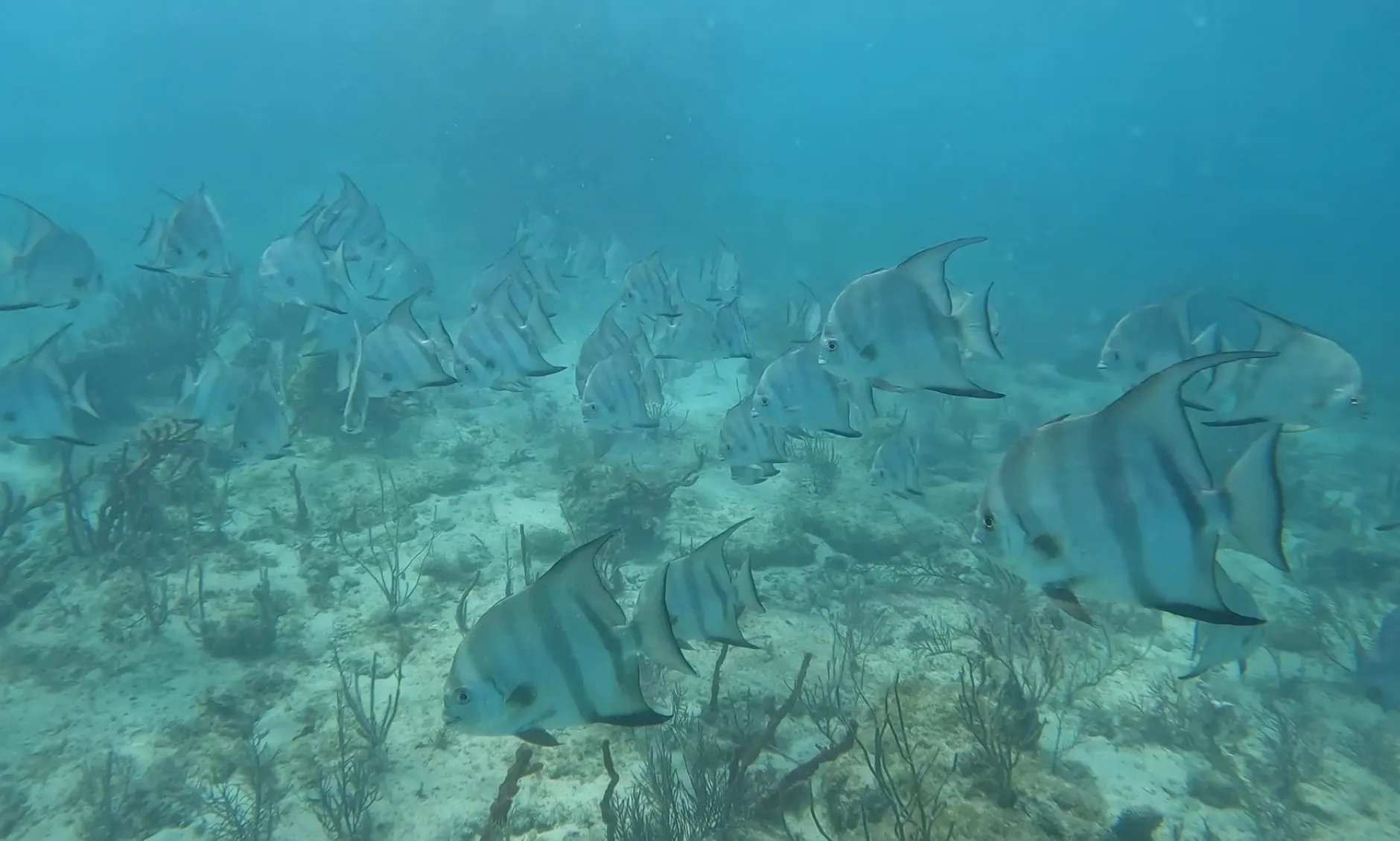 Подводная жизнь курорта