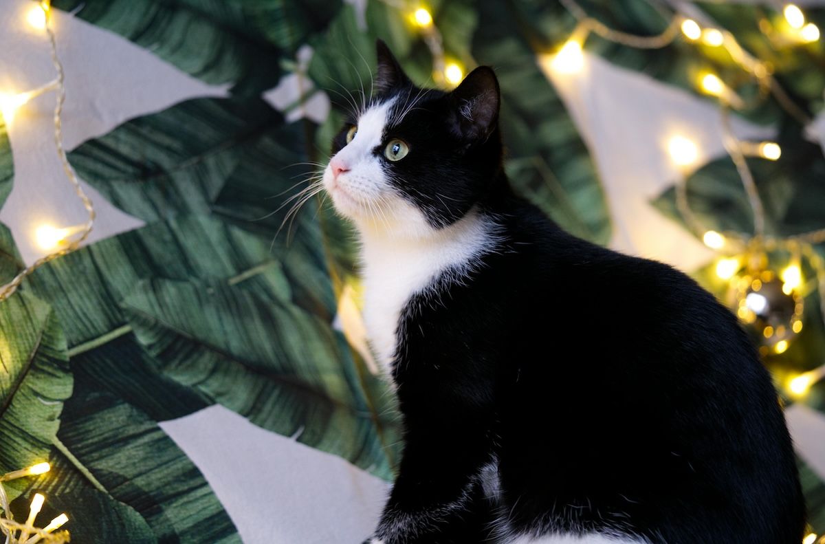 Как выглядит квартира после года проживания там пары с котом