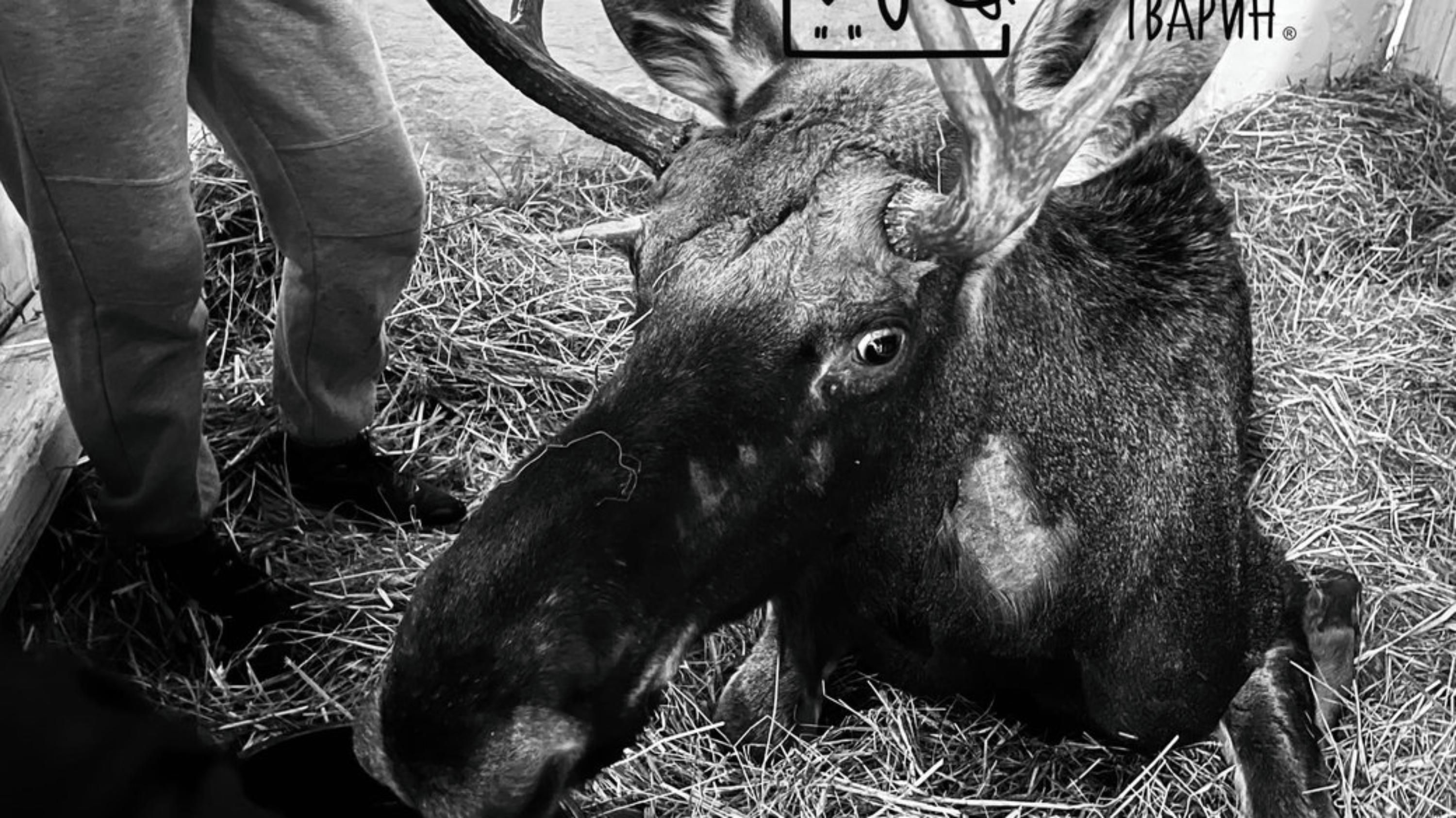 Лось помер у Львові Лось помер у Львові