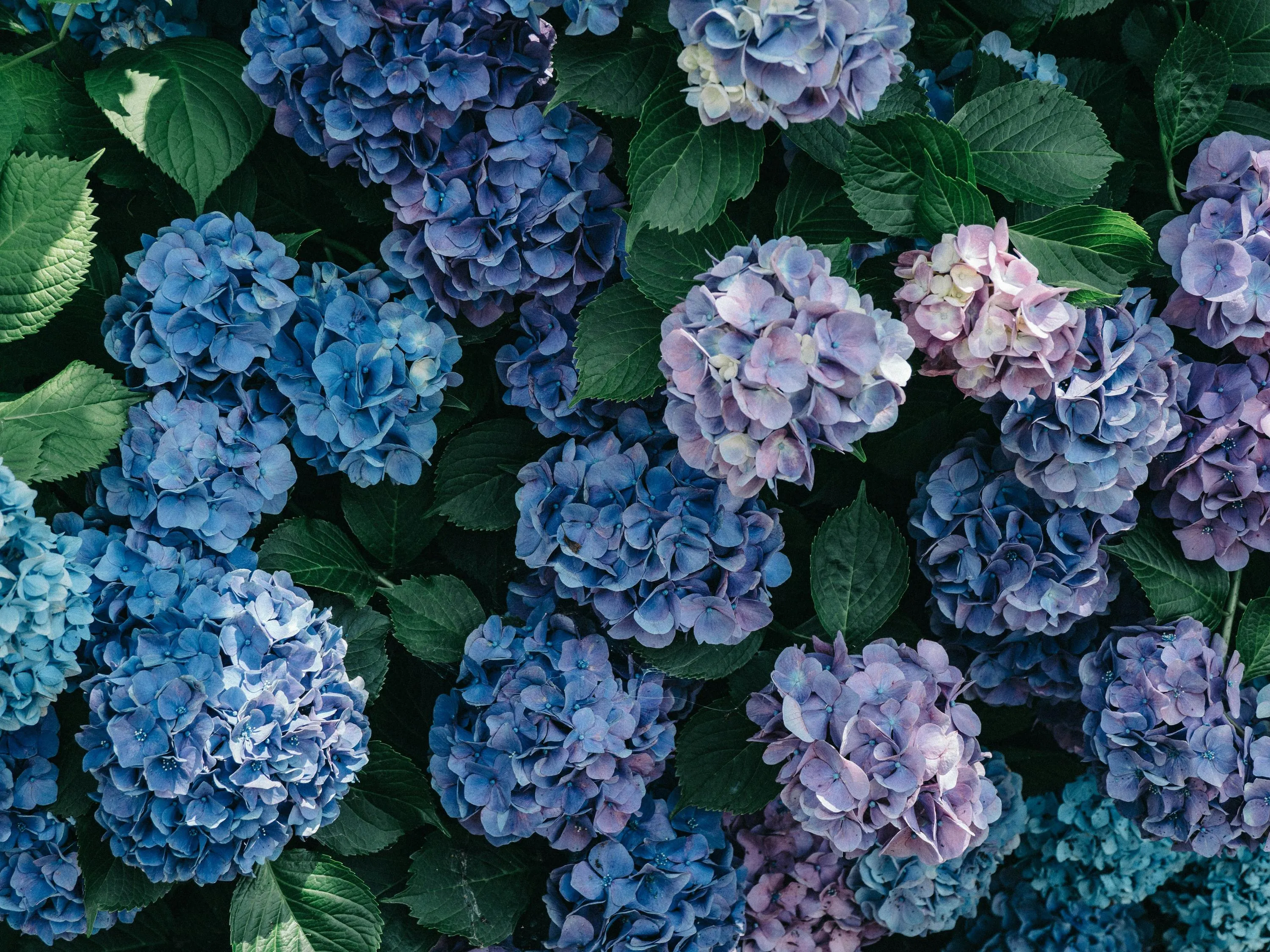 Як доглядати за гортензією після сезону цвітіння Як доглядати за гортензією після сезону цвітіння