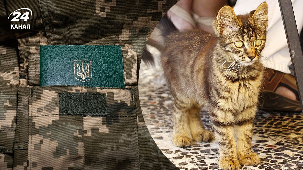 У ТЦК відреагували на чутки про мобілізацію кота