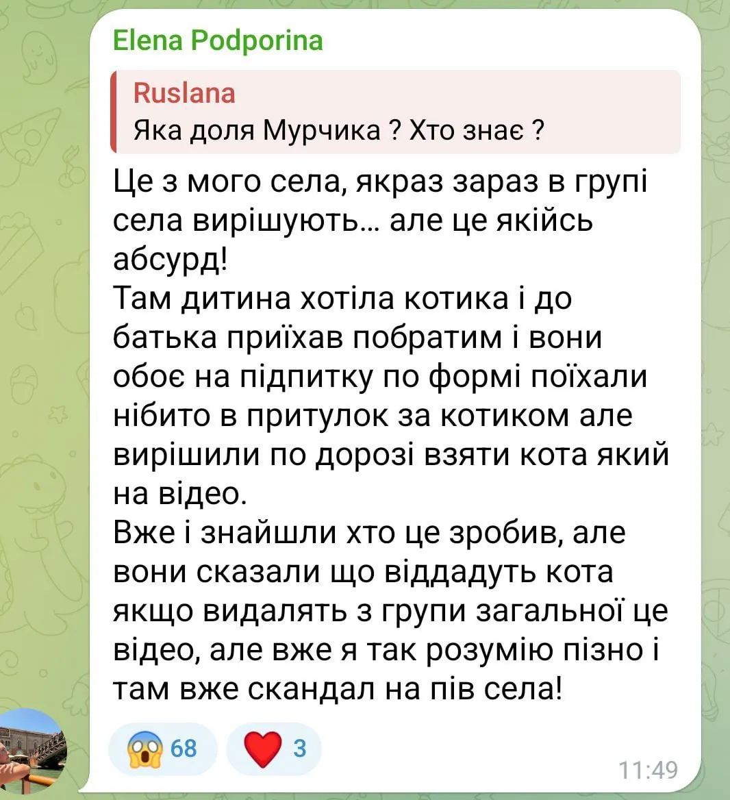 В сети рассказали детали похищения кота