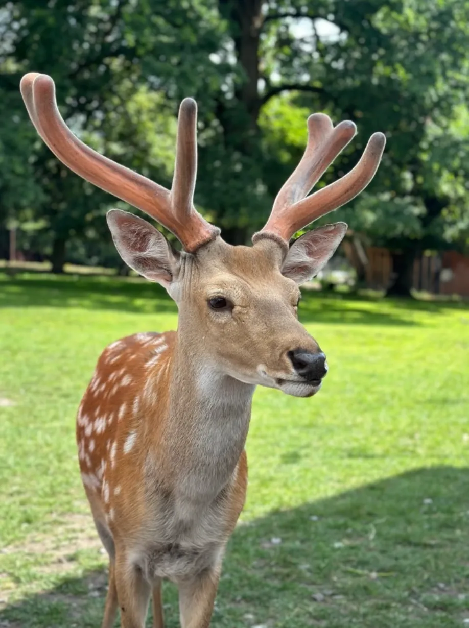 К животным в зоологическо-дендрологическом парке 