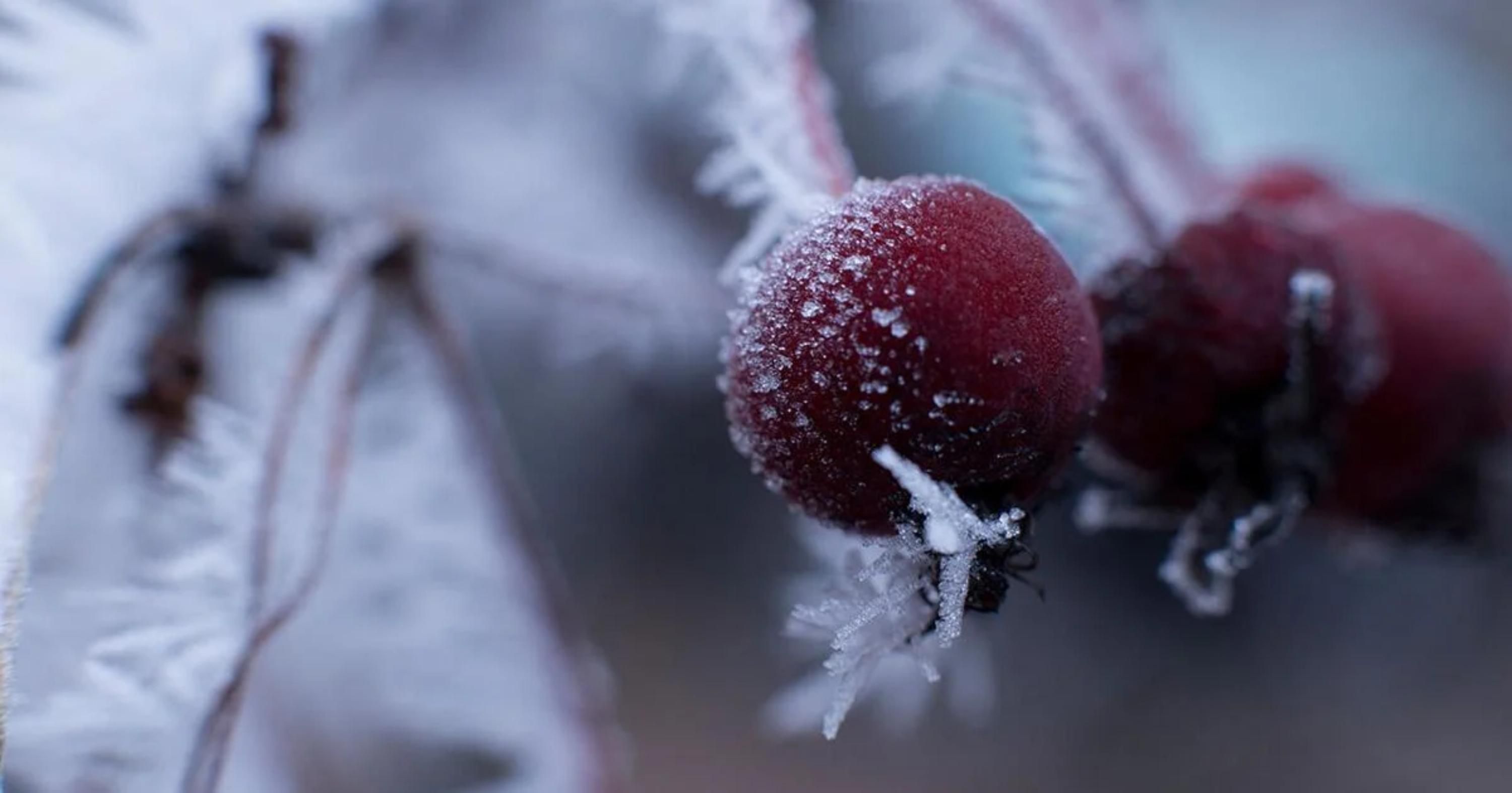 Заморозки в Україні Заморозки в Україні