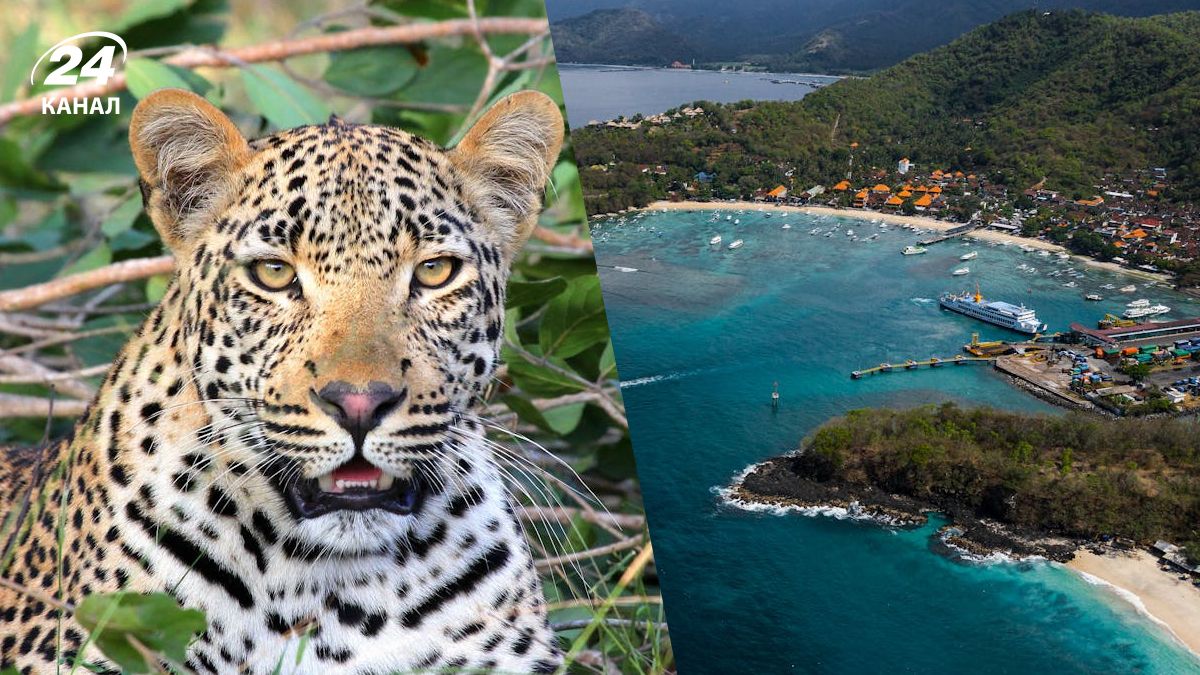 Леопарда поймали в отеле в Индонезии Леопарда поймали в отеле в Индонезии