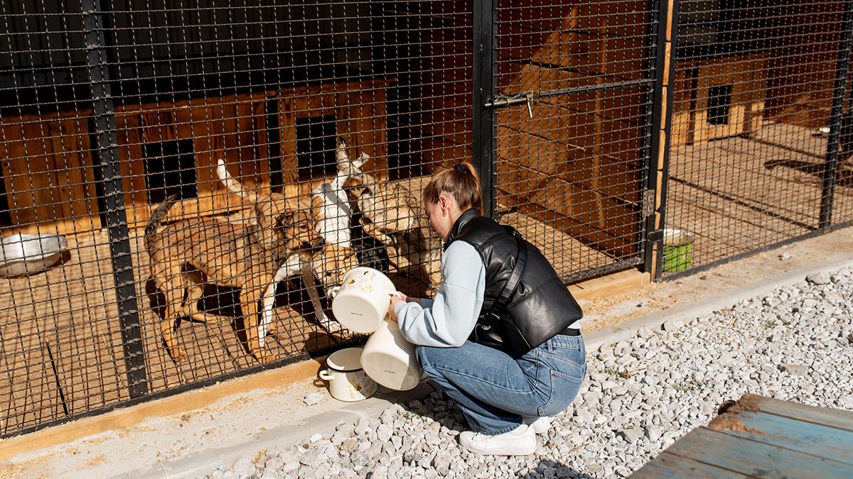 От Донетчины до Днепра: как "Пегас" спасает животных с фронта при поддержке "Интерпайпа" Пинчука - 24 Канал