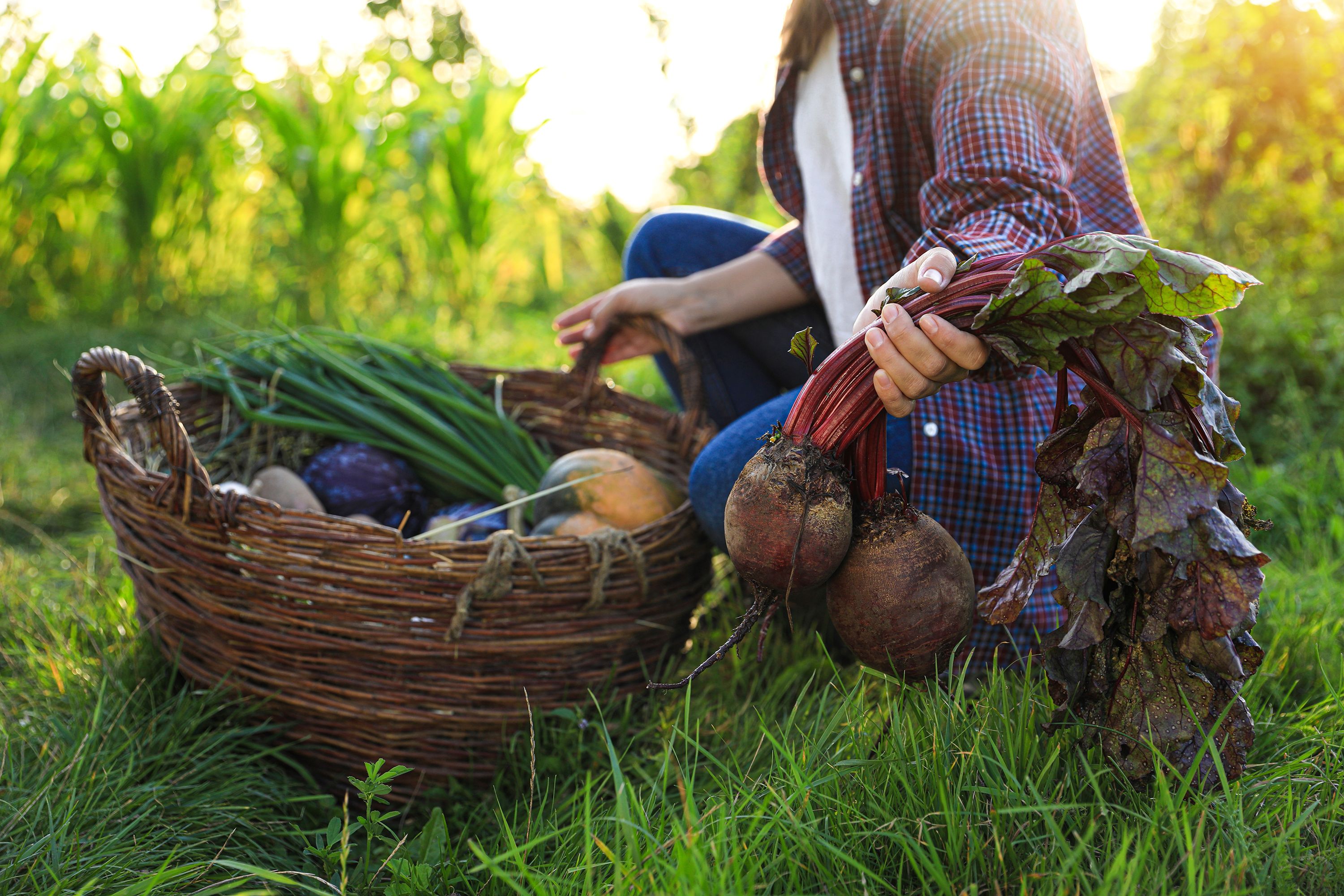 Где лучше всего хранить овощи - эксперты раскрыли настоящий секрет Где лучше всего хранить овощи - эксперты раскрыли настоящий секрет