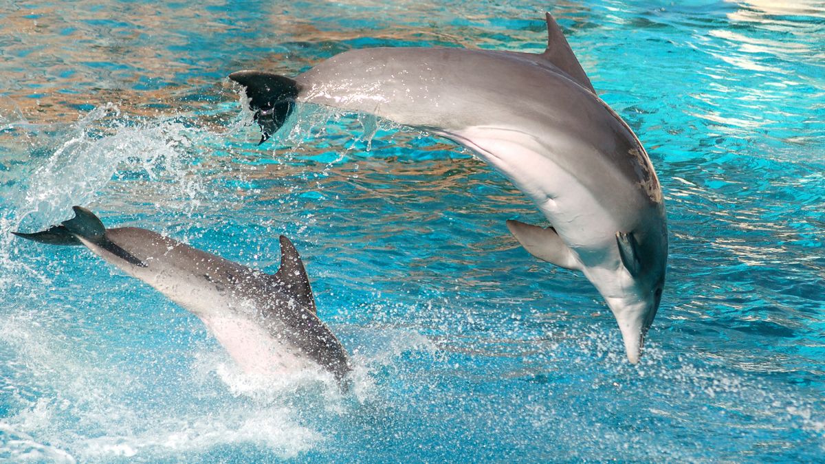 Почему дельфины выбрасываются на берег – токсичные водоросли и климат влияют на мозг Почему дельфины выбрасываются на берег – токсичные водоросли и климат влияют на мозг