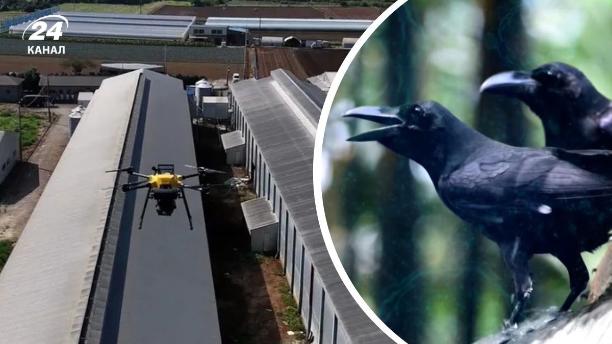 Японские фермеры используют лазерные дроны для борьбы с птичьим гриппом - Техно Японские фермеры используют лазерные дроны для борьбы с птичьим гриппом - Техно