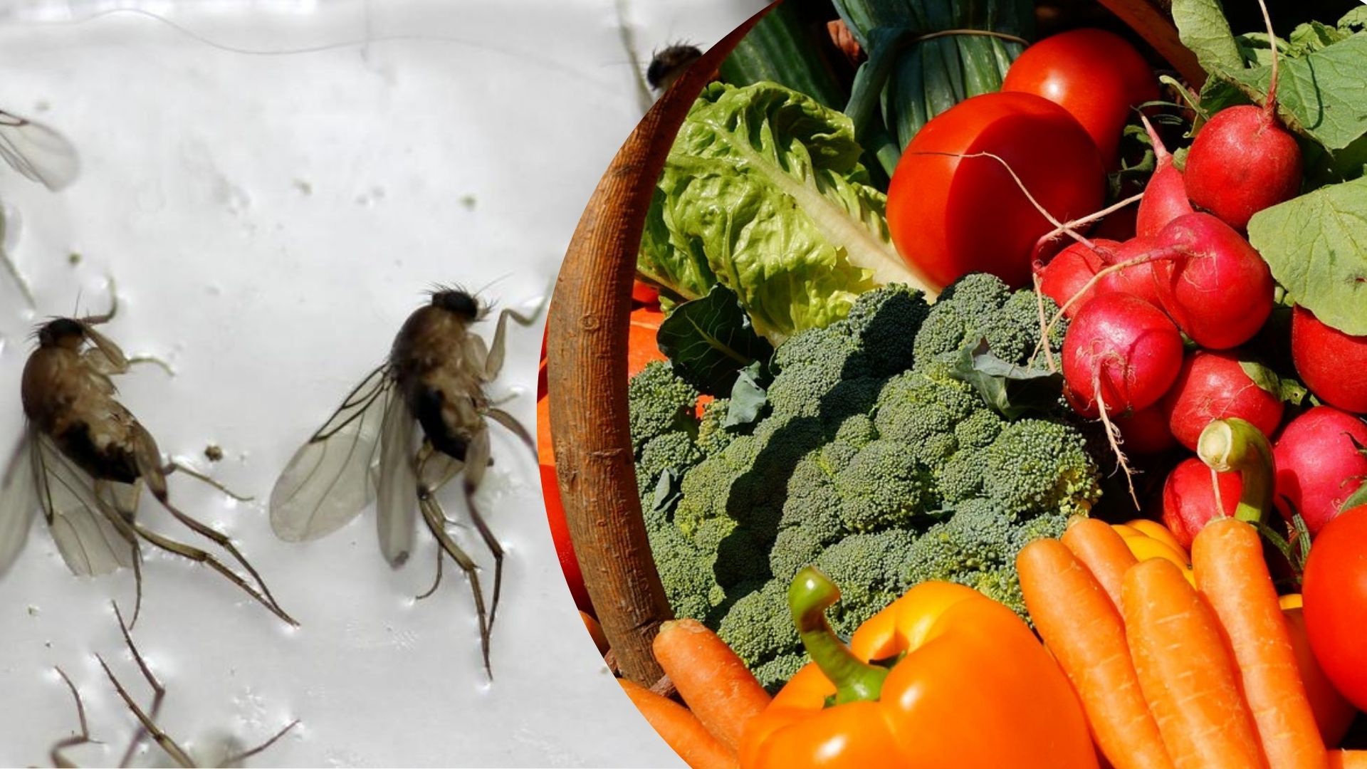 Муха-горбатка в Одесі Муха-горбатка в Одесі