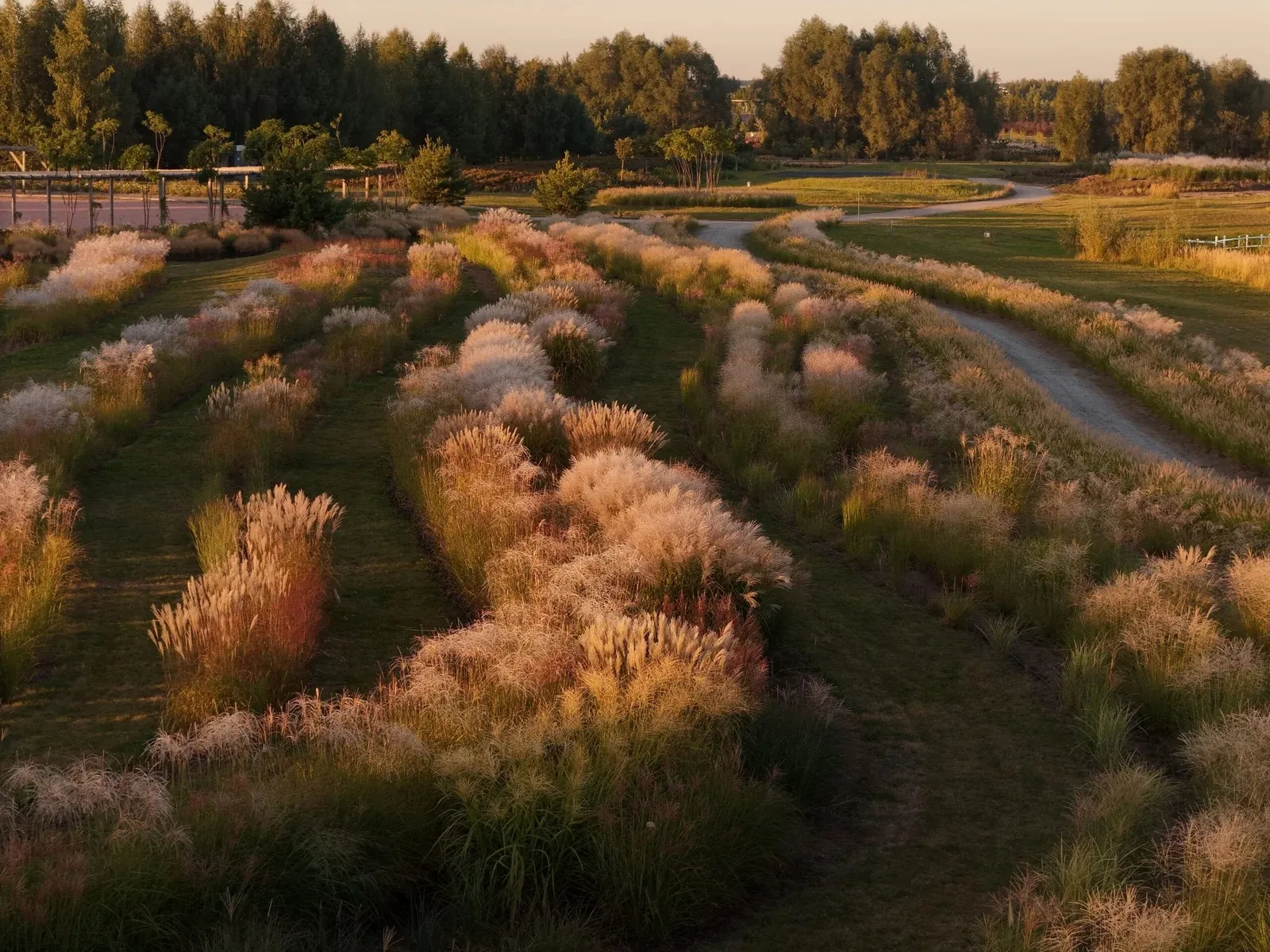 Полоски декоративных трав / фото DobroPark Полоски декоративных трав / фото DobroPark