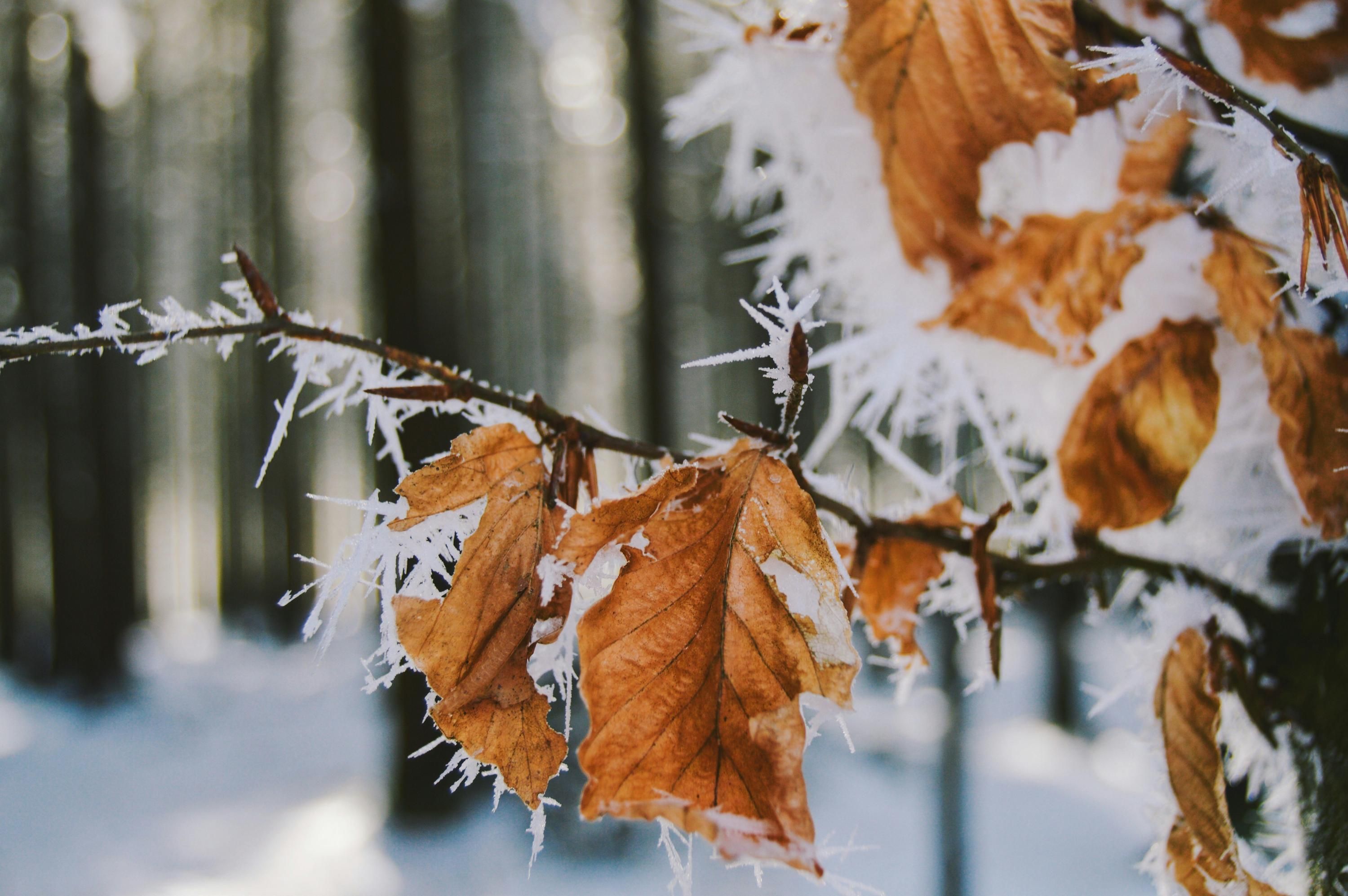 Заморозки в Украине - 24 Канал