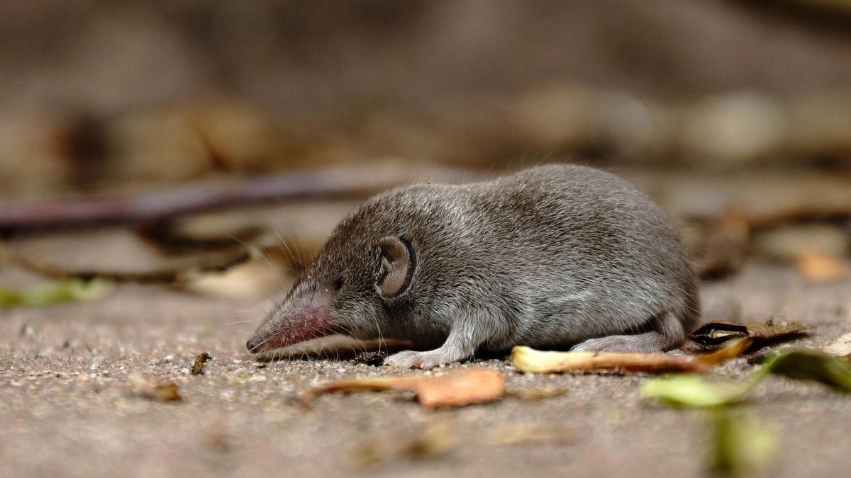 Исчезновение землеройки с острова Рождества - трагическая история вымирания вида Исчезновение землеройки с острова Рождества - трагическая история вымирания вида