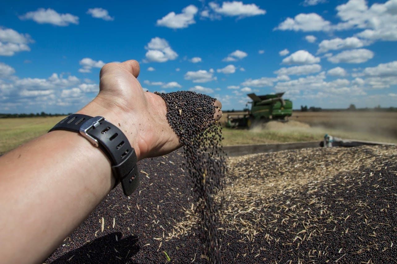 Аграрії притримують ріпак