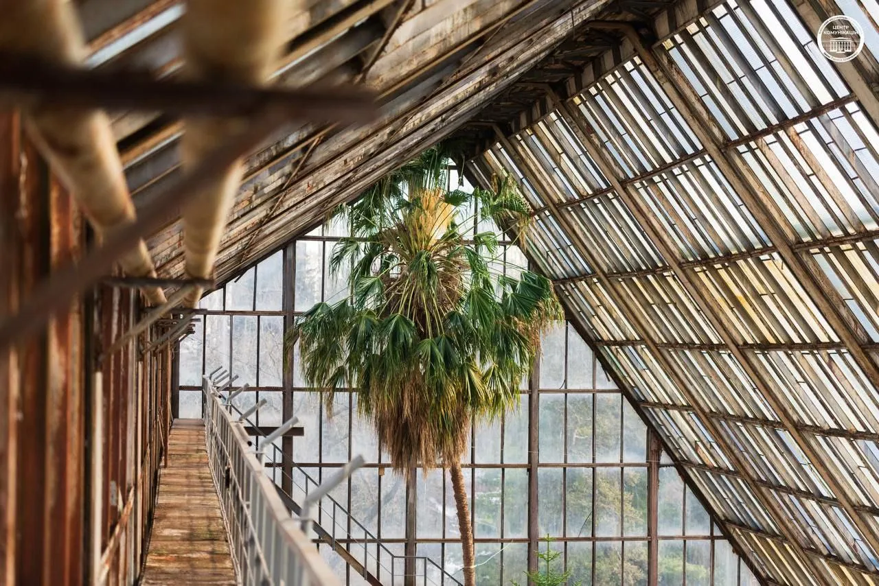 Найстаріша пальма / фото Онлайн- клуб 50Plus