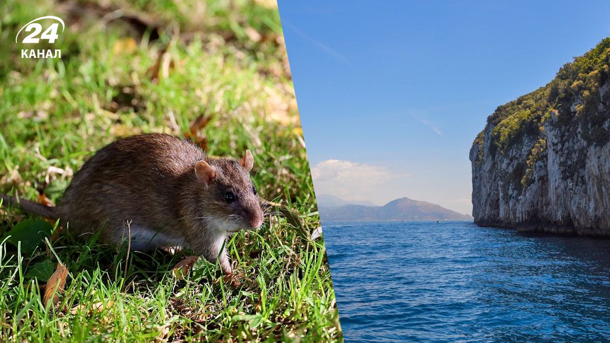 "Лесная подстилка двигалась от крыс": два острова в Тихом океане очистили от грызунов - Закордон
