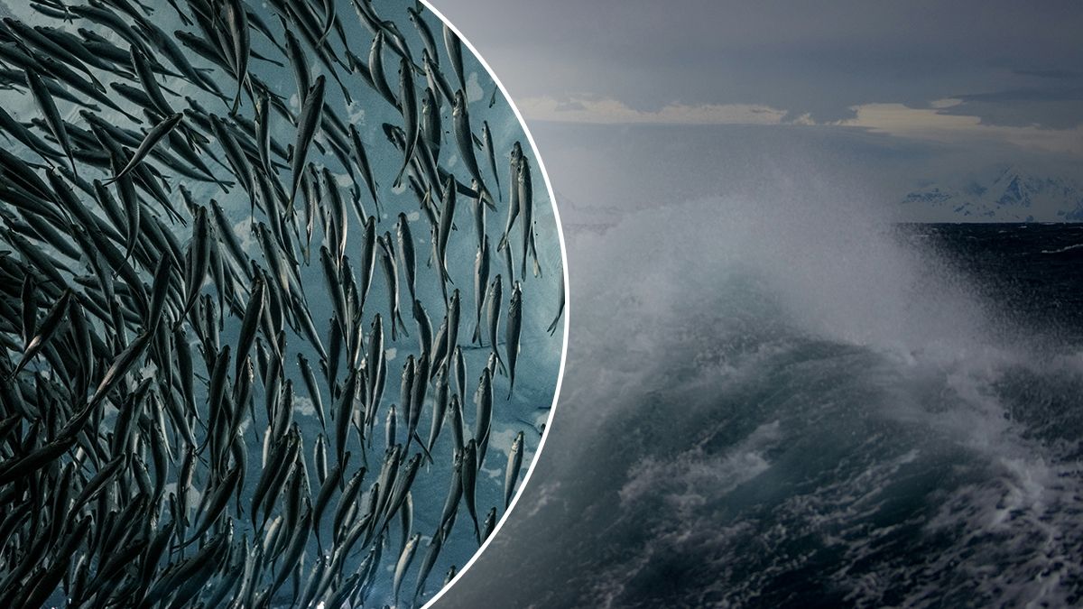 Втеча лосося в Шотландії - наслідки для дикої природи та екології Втеча лосося в Шотландії - наслідки для дикої природи та екології