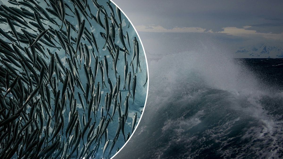 Побег лосося в Шотландии - последствия для дикой природы и экологии Побег лосося в Шотландии - последствия для дикой природы и экологии