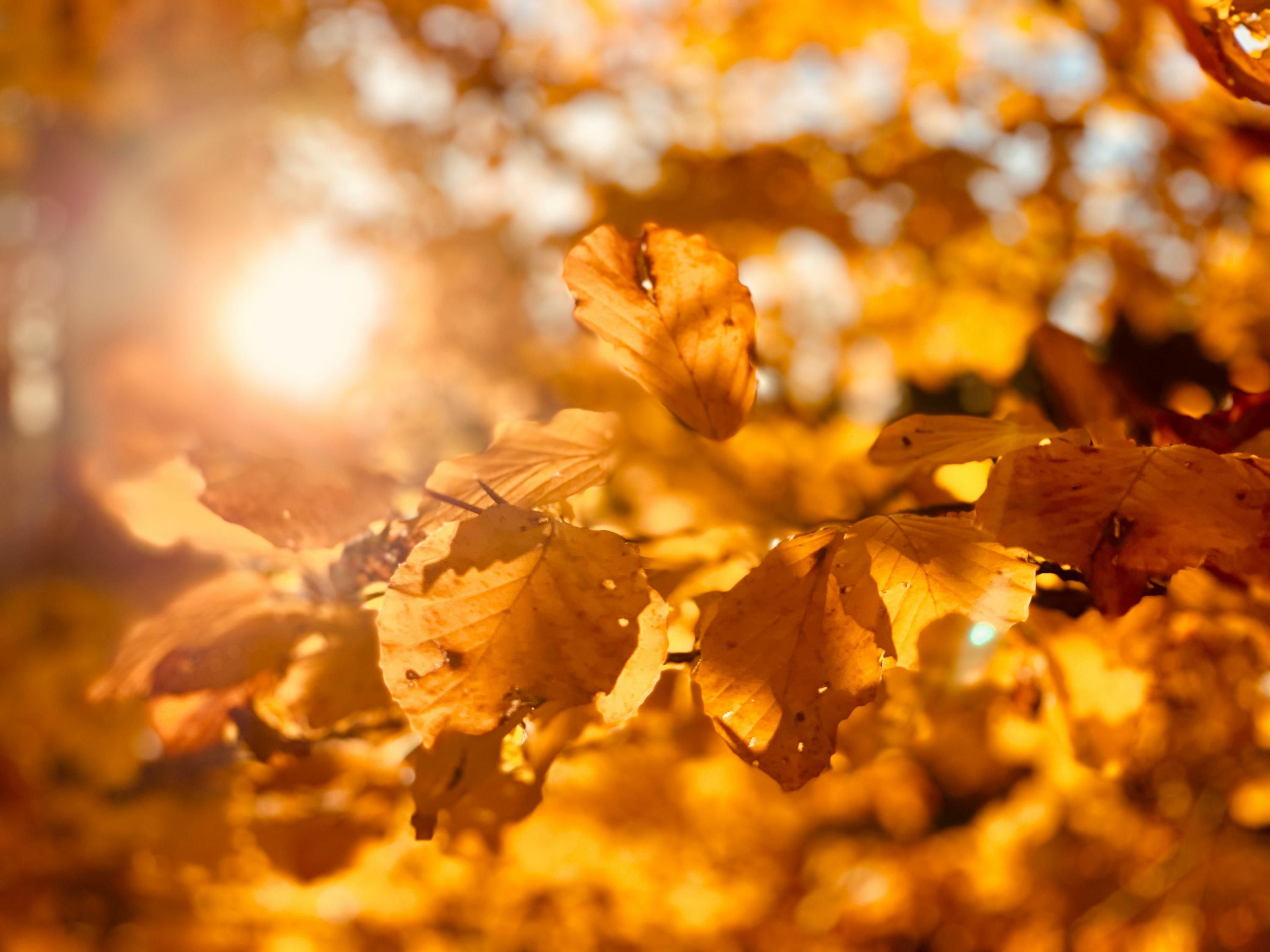 Бабине літо в Україні - прогноз погоди, коли прийде потепління