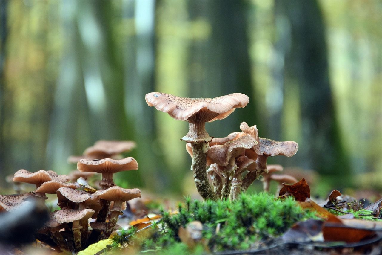 Сколько времени надо варить опята Сколько времени надо варить опята