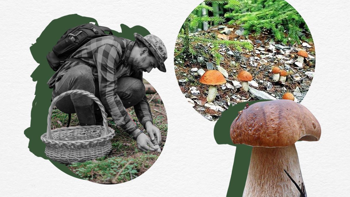 Що приховує грибний сезон в Україні 2025 Що приховує грибний сезон в Україні 2025