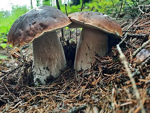 Белый гриб / фото Википедия