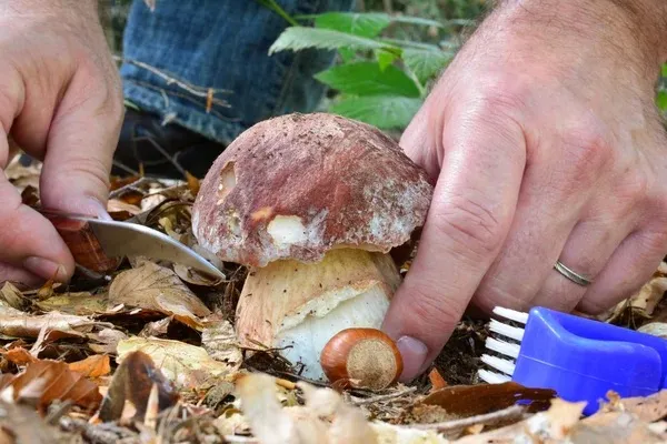 Як правильно зрізати гриби ножем / фото Depositphotos Як правильно зрізати гриби ножем / фото Depositphotos