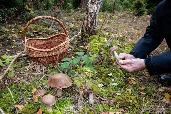 Які поради треба знати перед походом за грибами / фото Depositphotos Які поради треба знати перед походом за грибами / фото Depositphotos