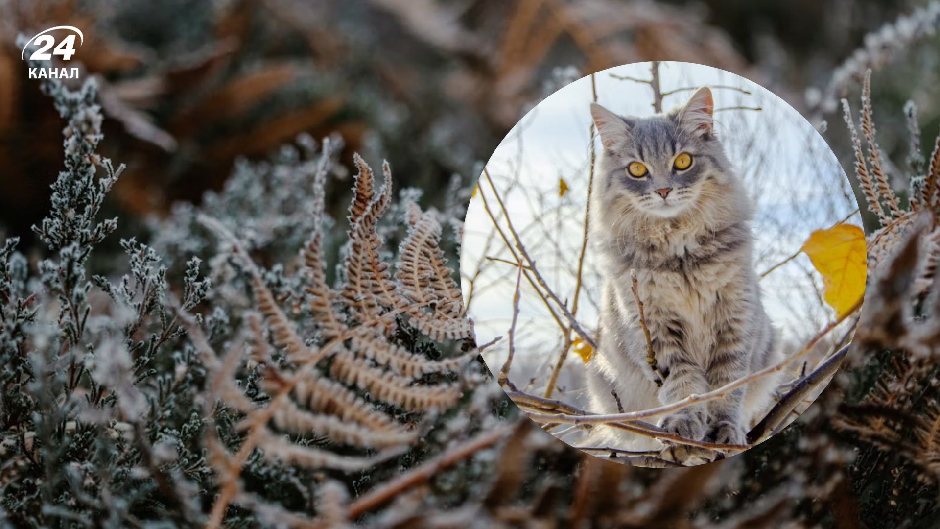 Заморозки до -4: где и когда будет похолодание - 24 Канал