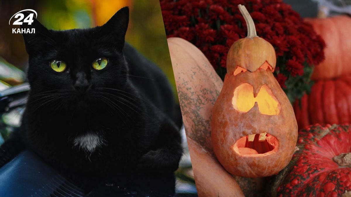 У Іспанії заборонили забирати чорних котів на Гелловін У Іспанії заборонили забирати чорних котів на Гелловін
