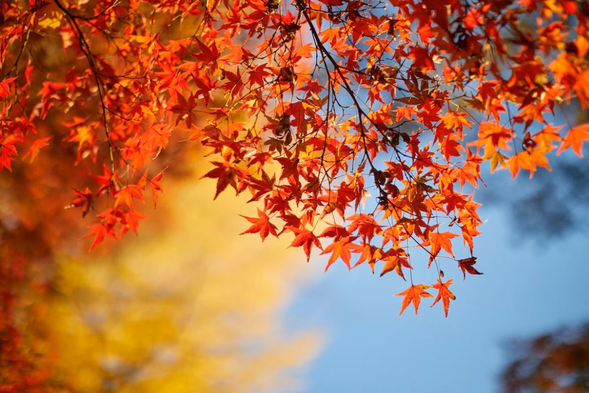 Погода в Україні на найближчі дні - 24 Канал Погода в Україні на найближчі дні - 24 Канал