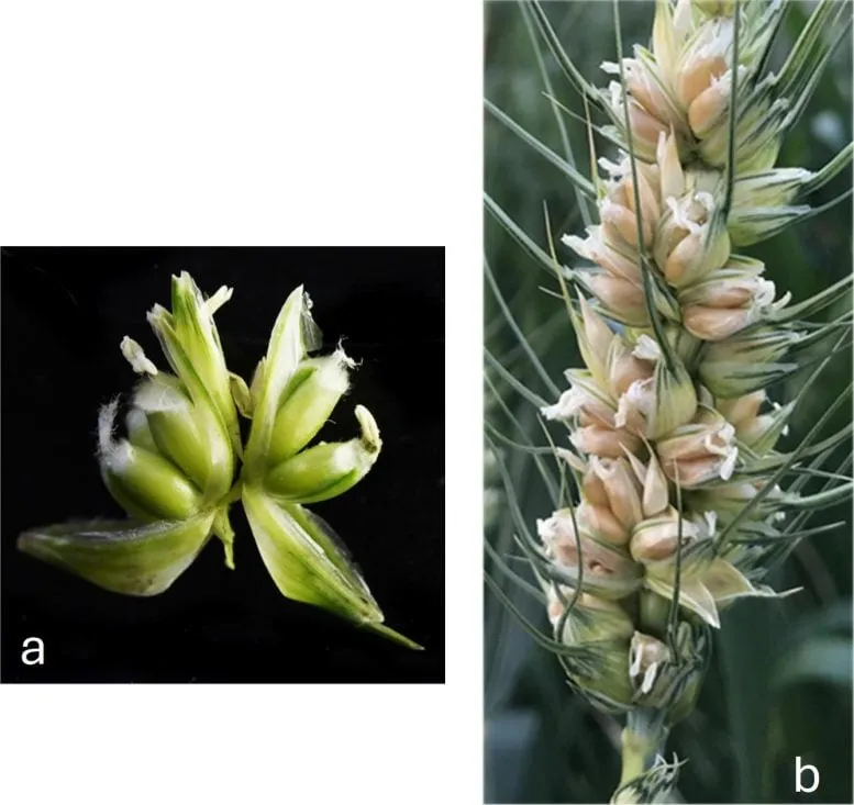 На этих фотографиях показано пшеницу, которая дает больше зерен, чем обычная На этих фотографиях показано пшеницу, которая дает больше зерен, чем обычная