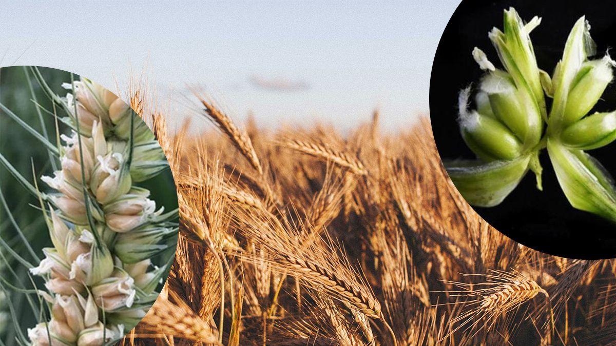 Повышение урожайности зерновых – генетическое открытие может утроить урожай